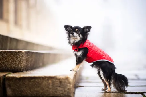 Vsepropejska Sonda oboustranný obleček pro psa Barva: Červeno-modrá, Délka zad (cm): 30, Obvod hrudníku: 35 - 52 cm
