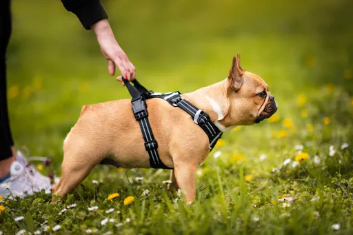 Vsepropejska Zodo sportovní postroj  pro psa | 39 – 92 cm Barva: Černá, Obvod hrudníku: 39 - 49 cm, Obvod krku: 28 - 39 cm