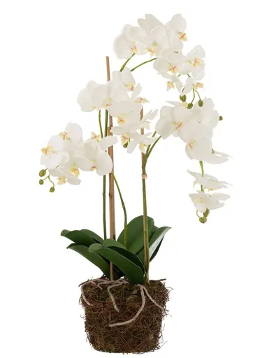 Dekorace umělá květina Orchidej s kořeny a mechem - 32*32*75 cm J-Line by Jolipa