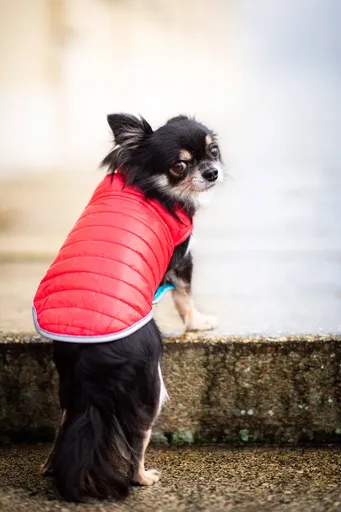 Vsepropejska Sonda oboustranný obleček pro psa Barva: Červeno-modrá, Délka zad (cm): 25, Obvod hrudníku: 32 - 44 cm