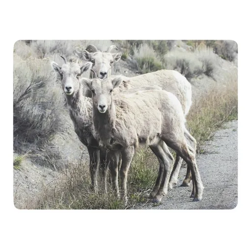 Pevné korkové prostírání s ovcemi (4ks) - 30*40*0,4cm Mars & More