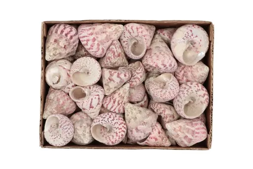 Béžovo-růžová dekorace mušle v krabičce - 1130g daan kromhout