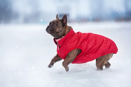 Vsepropejska Navy zimní bunda pro psa s kožíškem Barva: Červená, Délka zad (cm): 23, Obvod hrudníku: 33 - 36 cm