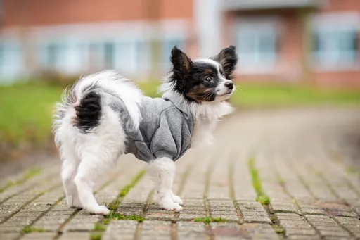 Vsepropejska Zupo mikina pro psa Barva: Šedá, Délka zad (cm): 24, Obvod hrudníku: 37 - 43 cm