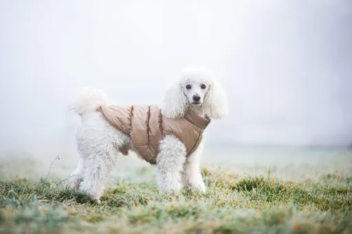 Vsepropejska Warm zimní bunda pro psa s kožichem Barva: Béžová, Délka zad (cm): 19, Obvod hrudníku: 20 - 30 cm