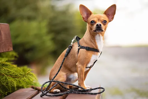Vsepropejska Habel reflexní postroj pro psa s vodítkem Barva: Černá, Obvod hrudníku: 45 - 66 cm