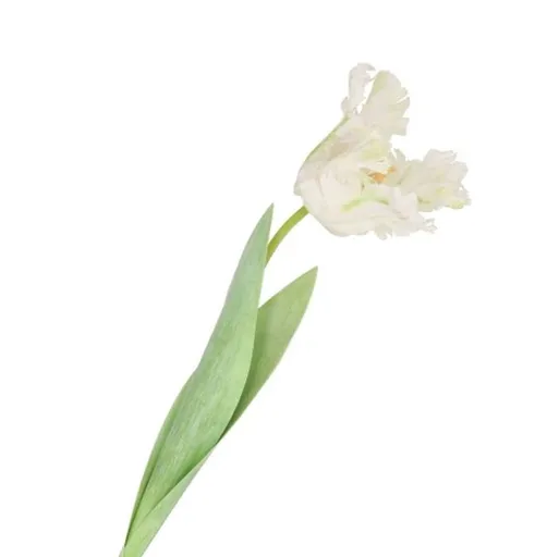 Bílý tulipán Silk Tulip White - 64 cm daan kromhout