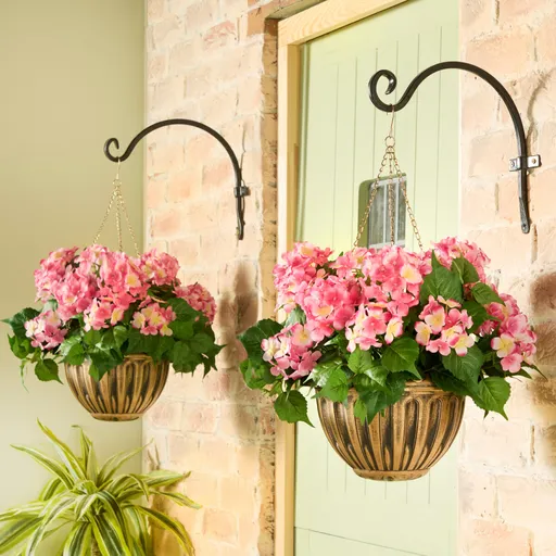 Hortenze v květináči