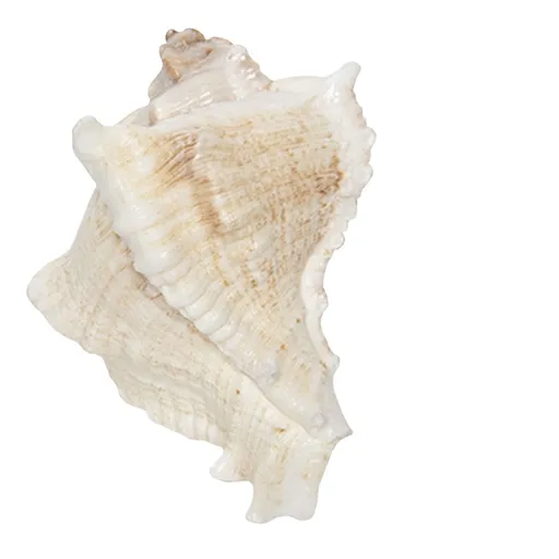 Úchytka mušle- 7*6 cm Clayre & Eef