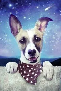 Gump - 3D pohyblivá pohlednice