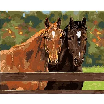 Zuty - Malování podle čísel – DVA KONĚ V OHRADĚ (VICTORIA SCHULTZ), 80x100 cm, vypnuté plátno na rám (HRAmmb04151nad)