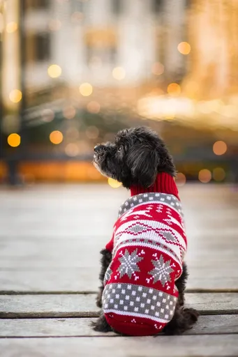 Vsepropejska Damián svetr pro psa Barva: Červená, Délka zad (cm): 26-28, Obvod hrudníku: 30 - 40 cm