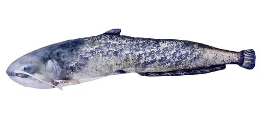 Gaby Polštář Sumec monster 200 cm,Gaby Polštář Sumec monster 200 cm