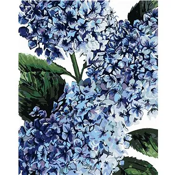 Zuty - Malování podle čísel - HORTENZIE S MODRÝMI KVĚTY (ALEXANDRIA GILBERT), 80x100 cm, vypnuté plá (HRAmmb07719nad)