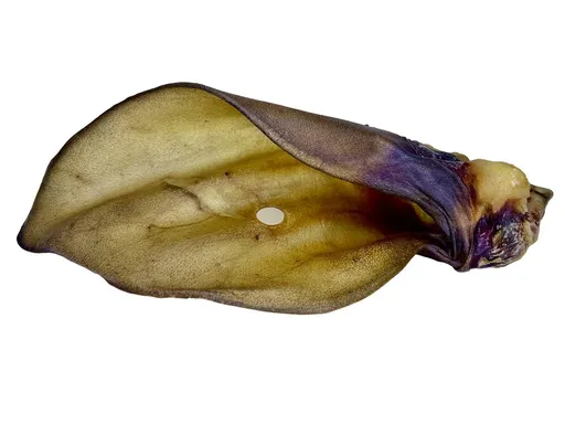 LK Baits Pet Sušené hovězí ucho se záuškem 1ks,LK Baits Pet Sušené hovězí ucho se záuškem 1ks