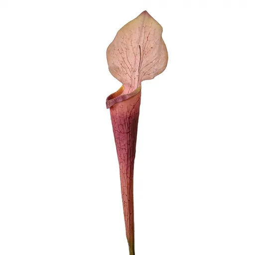 Dekorace umělá rostlina sarracenia purpurea - 6*5*75 cm Clayre & Eef