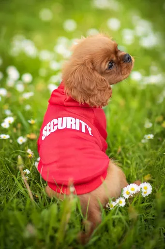Vsepropejska Zagi sportovní mikina pro psa Barva: Červená, Délka zad (cm): 16, Obvod hrudníku: 30 - 34 cm