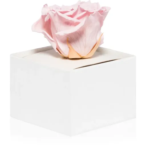 RoseAmor Pink stabilizovaná růže v krabičce 1 ks