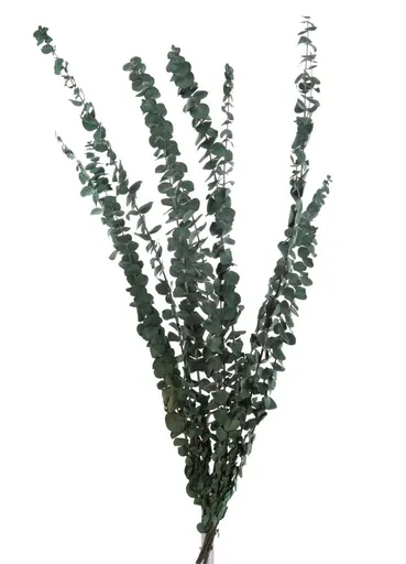 Zelená sušená dekorativní rostlina Eucalyptus - 18*70 cm J-Line by Jolipa